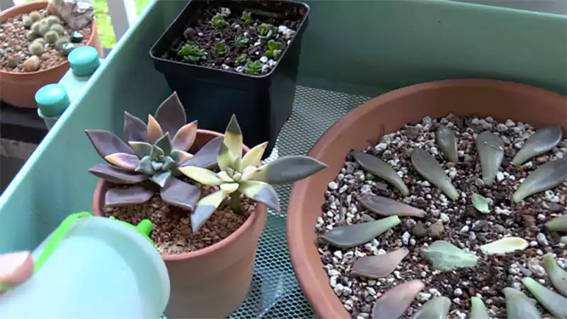 d-How to Propagate Succulents