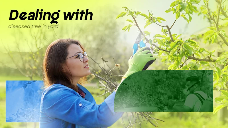dealing with diseased tree in yard