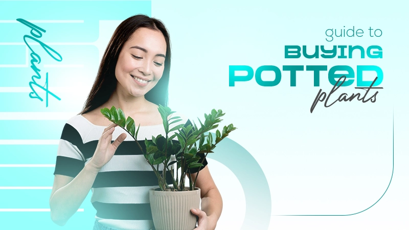 guide to buying potted plants