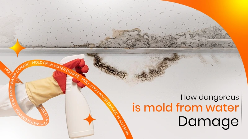 how dangerous is mold from water damage