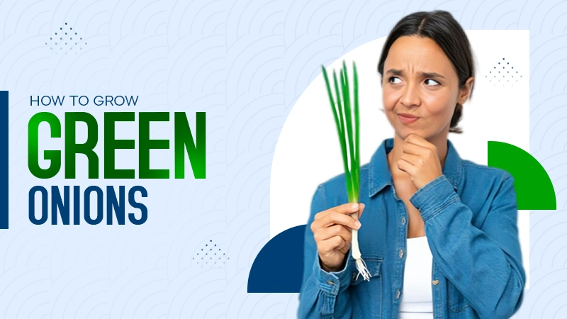 how to grow green onions