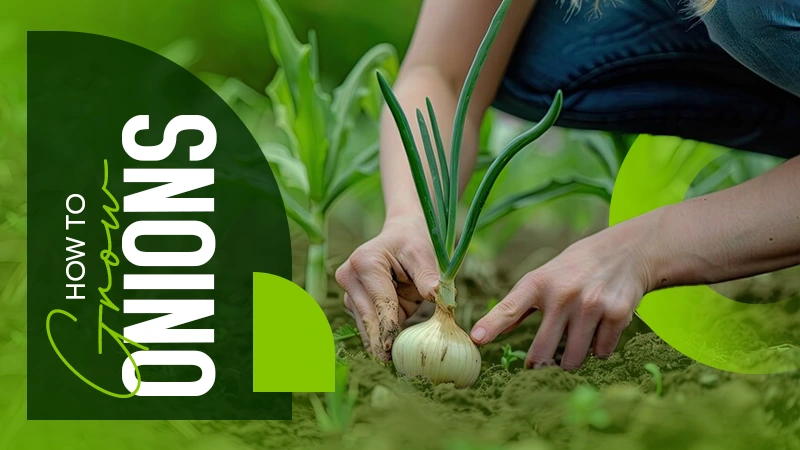 how to grow onions