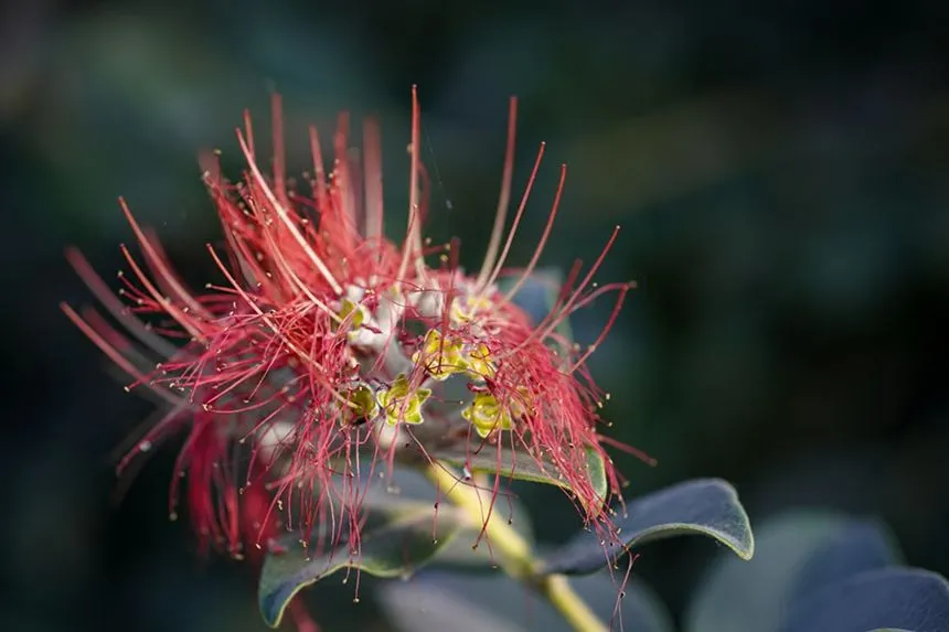 ohia Lehua