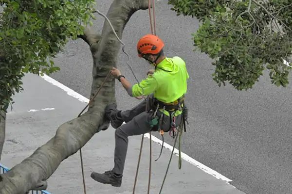 professional tree care