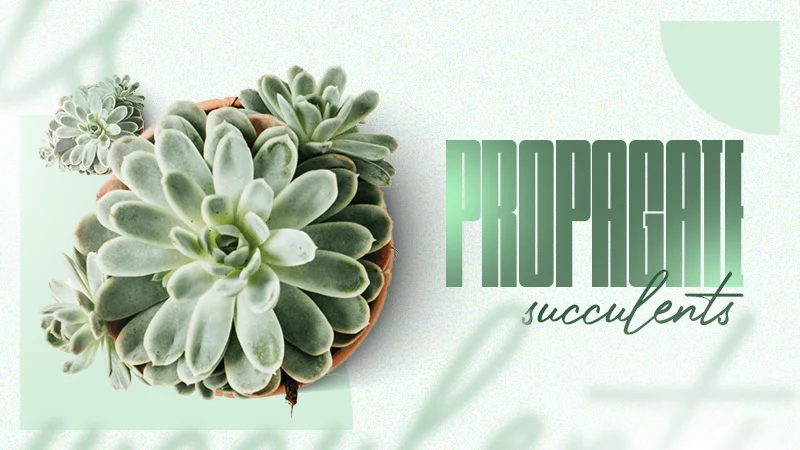 propagate succulents