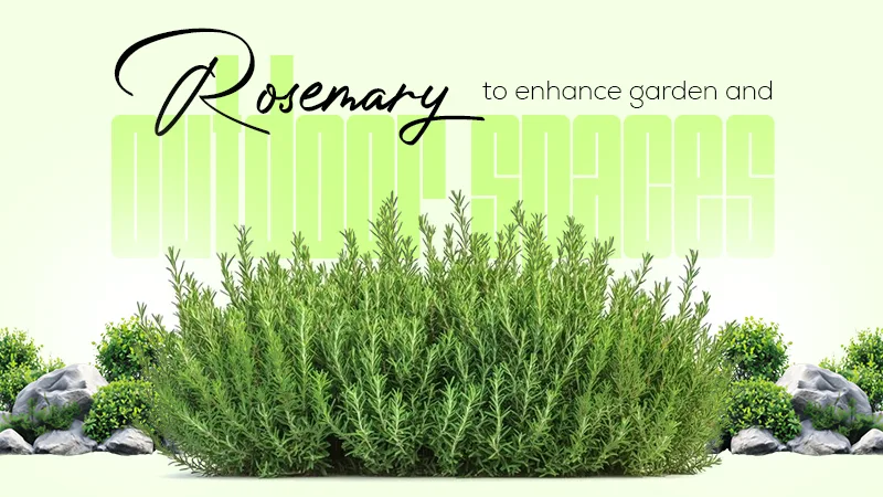 rosemary