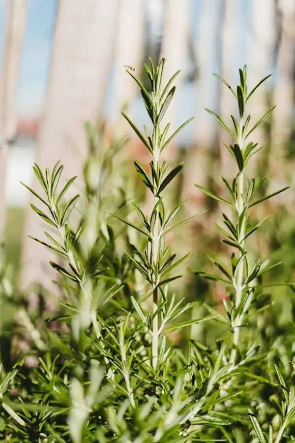 rosemary to enhance garden