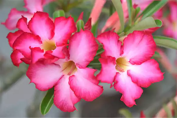 Adenium