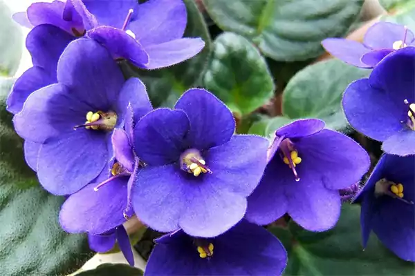 African Violet