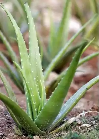 Aloe Vera