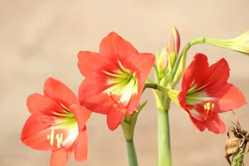 Amaryllis