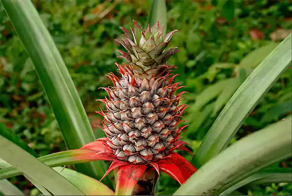 Ananas Comosus