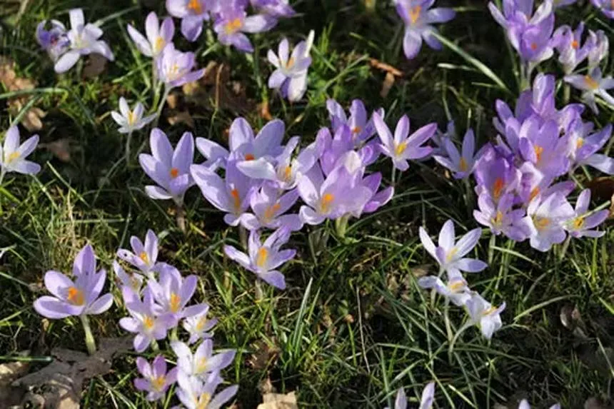 Autumn crocus