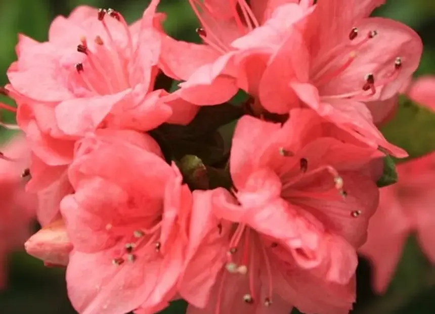 Azalea