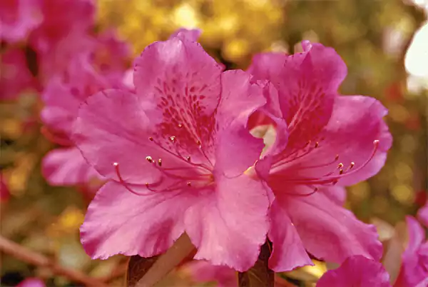 Azaleas