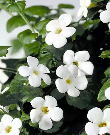 Bacopa Cabana