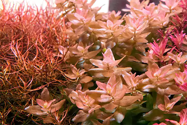 Bacopa Caroliniana Colorata