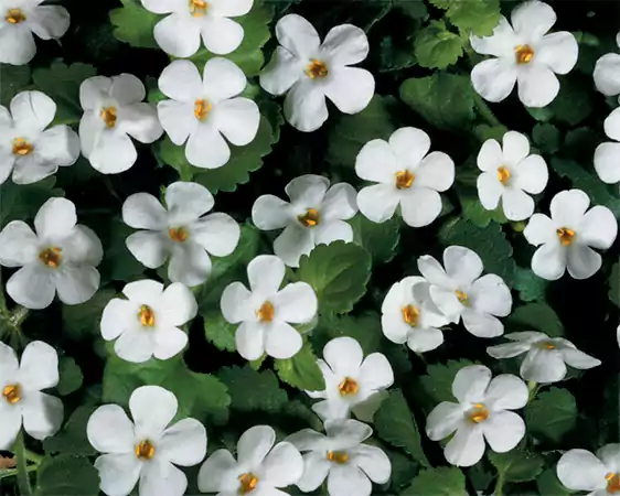 Bacopa Plant or Bacopa White