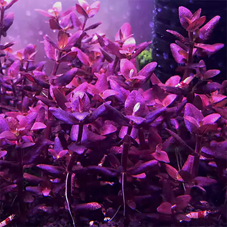 Bacopa Salzmannii or Bacopa Purple