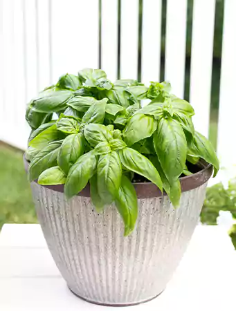 Basil