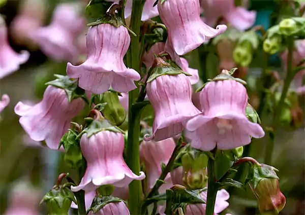 Bellflowers