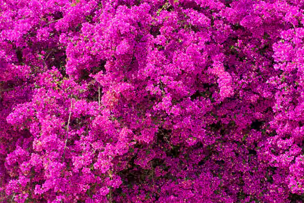 Bougainvillea