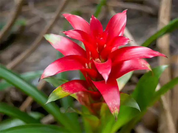 Bromeliad flower