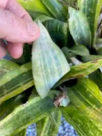 Bromeliad leaf scale