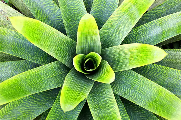 Bromeliad leaves
