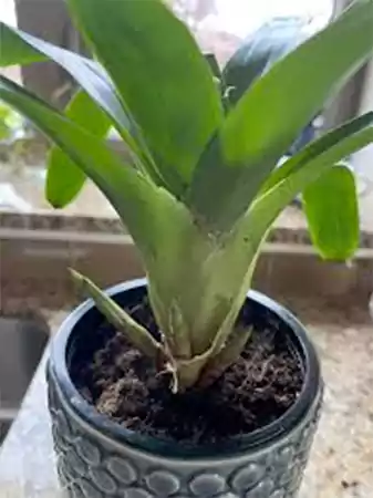 Bromeliad pups in a pot