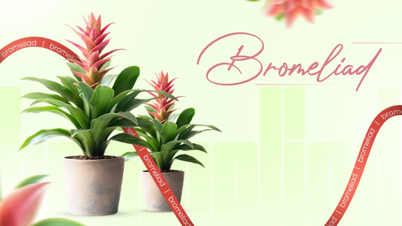 Bromeliad