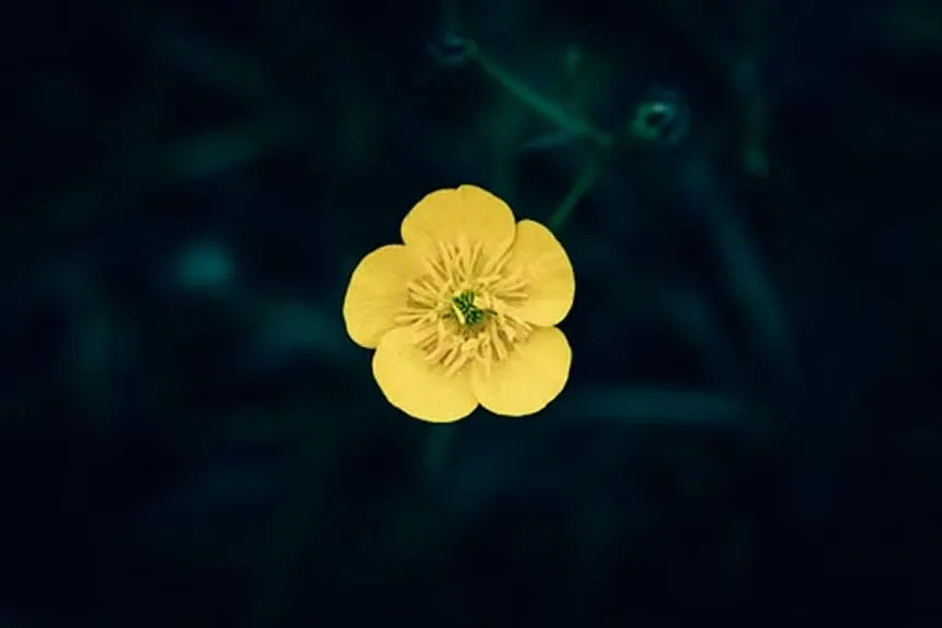 Buttercup