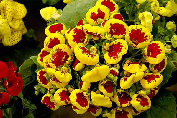 Calceolaria