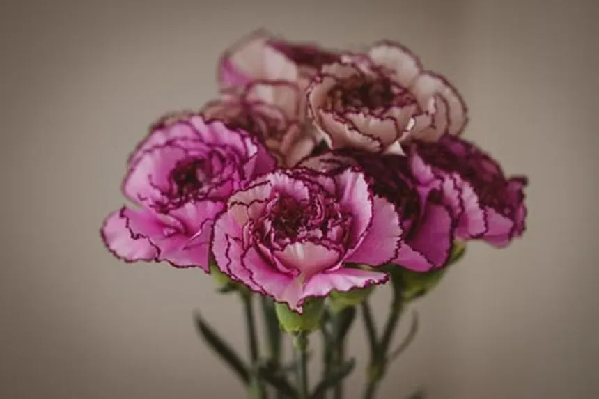 Carnation