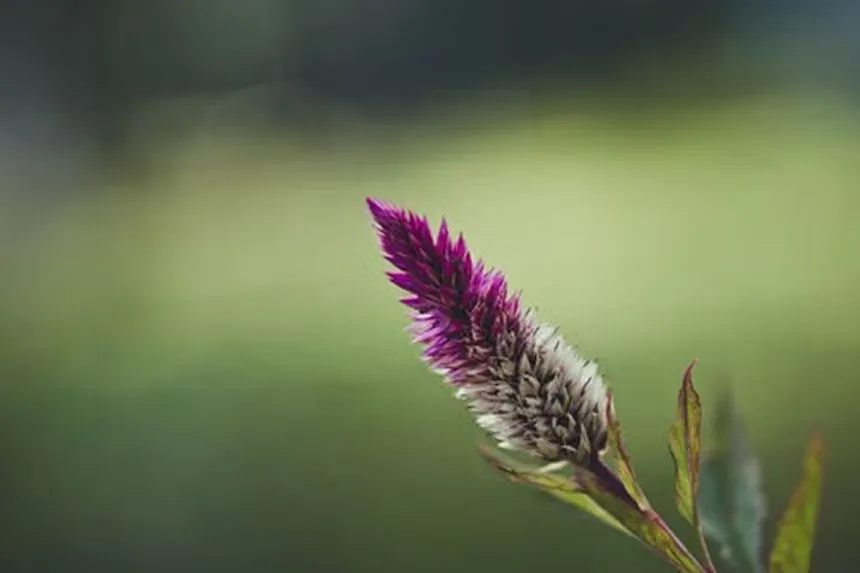 Celosia