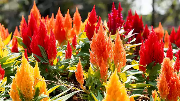 Celosia