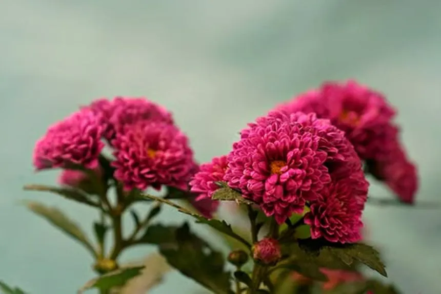Chrysanthemum