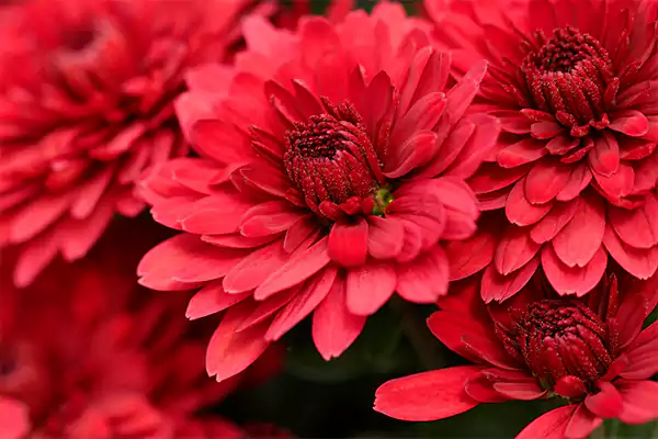 Chrysanthemums
