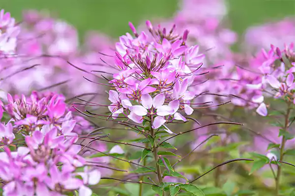 Cleome