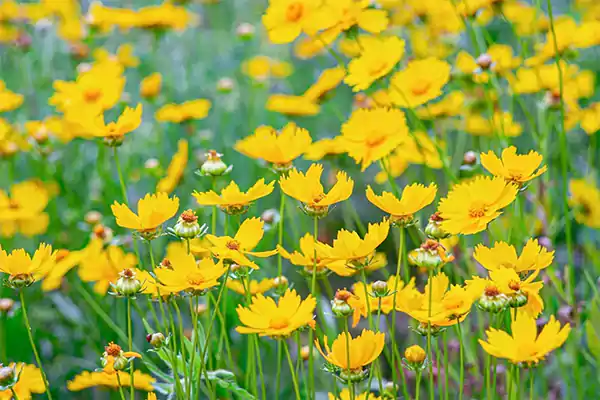 Coreopsis