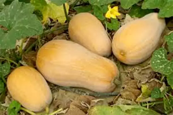 Cucurbita Moschata