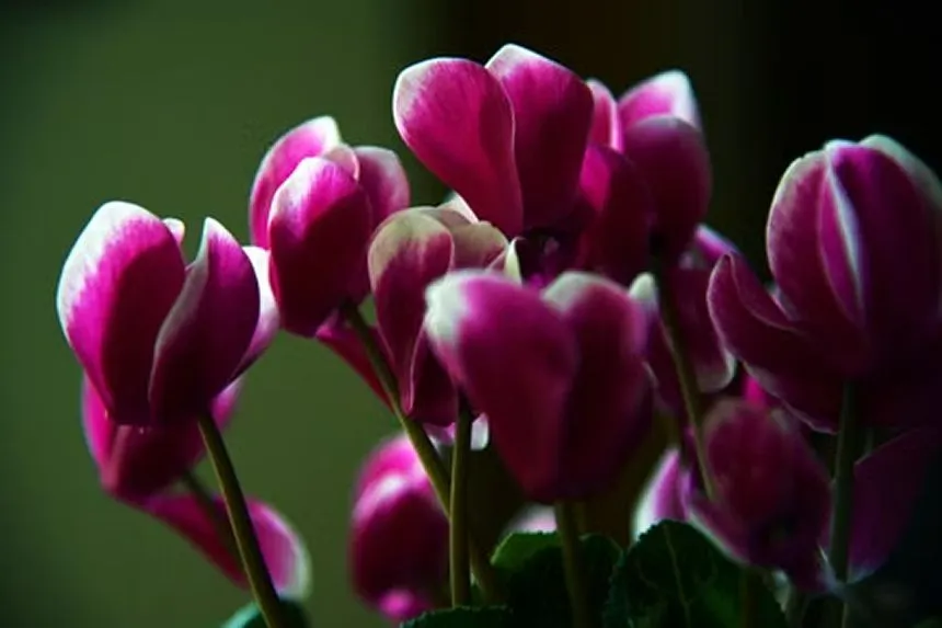 Cyclamen