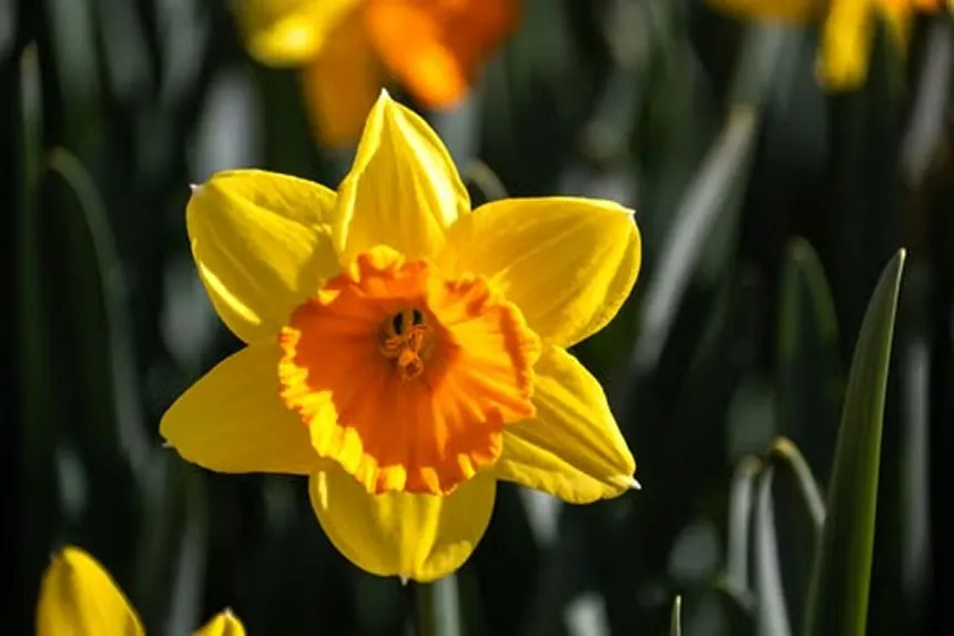 Daffodils