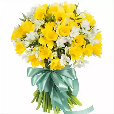 Daffodilss