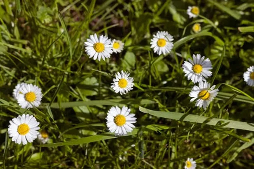 Daisy