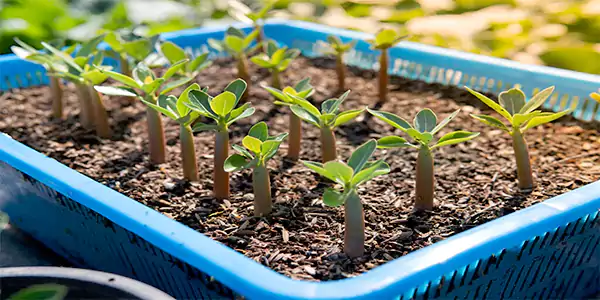Desert Rose Propagation