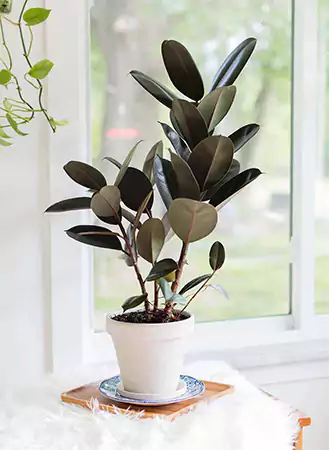 Ficus Rubber Tree Care