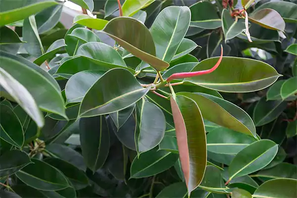 Ficus Rubber Tree Caree