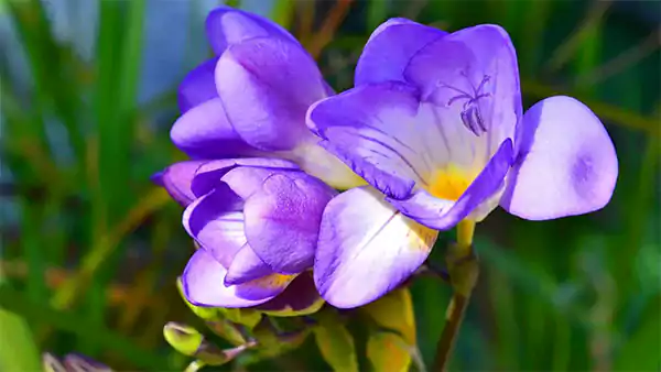 Freesia