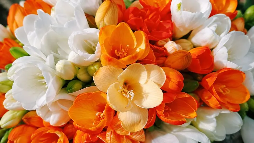 Freesias